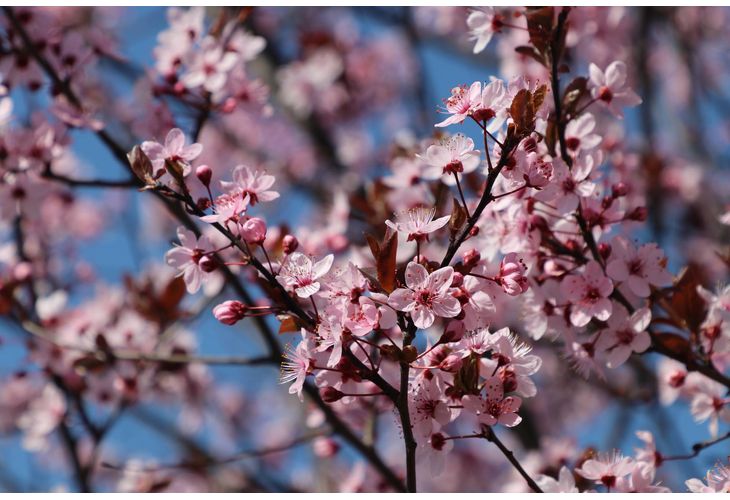 Цъфнали дръвчета, пролет