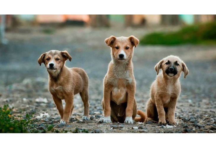 Снимка: Община Мездра набира преброители на безстопанствените кучета на територията на общината