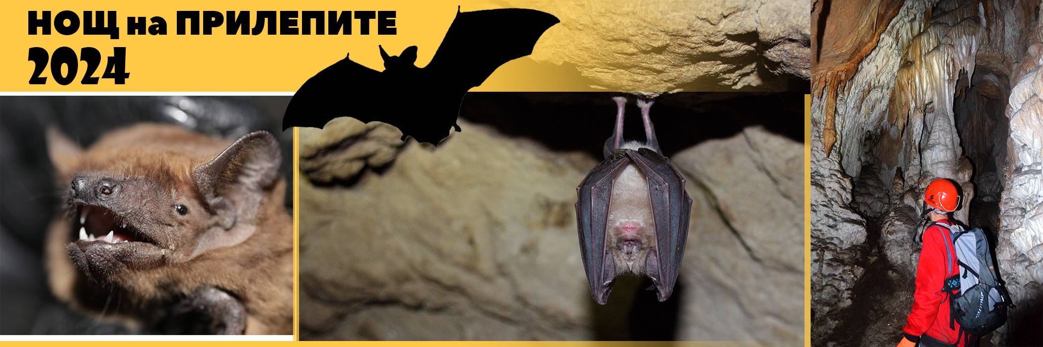  Нощ на прилепите във Враца 